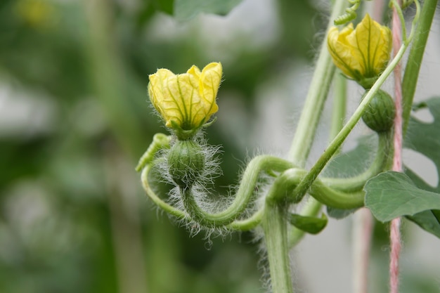 Ovario de la sandía y floración del cultivo del melón.