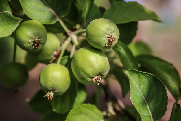 Ovários de maçã verde em um galho na natureza