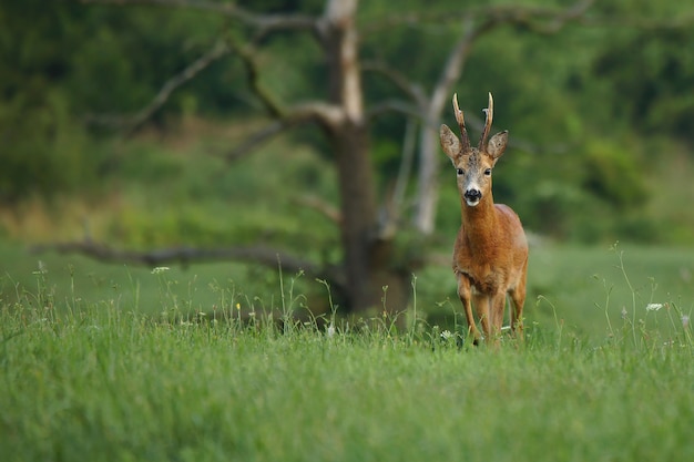 Ovas fortes buck andando no campo druing temporada de cio. Capreolus capreolus.