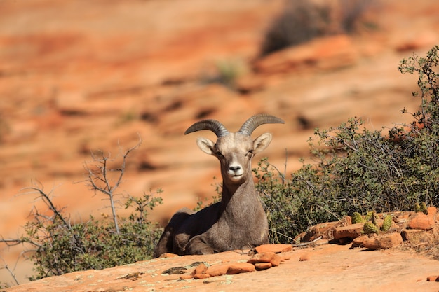 Foto oveja de borrego cimarrón descansando sobre arenisca del desierto