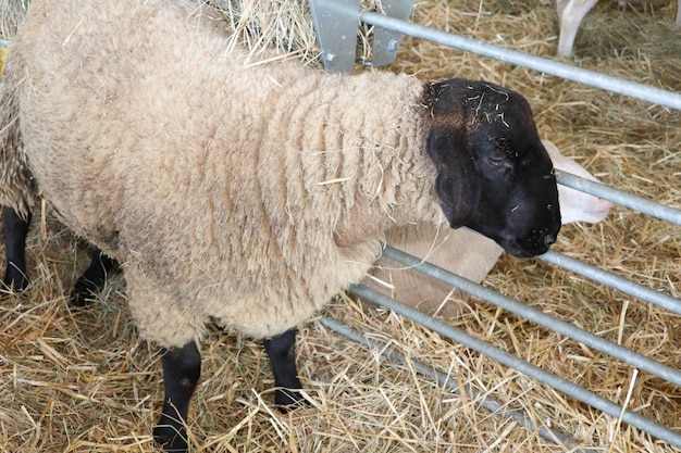 Oveja de cabeza negra en el granero de la granja