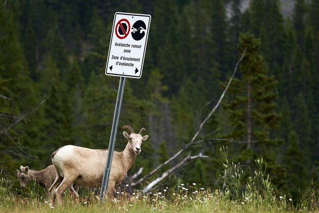 Foto oveja cabra montés salvaje con señal en canadá