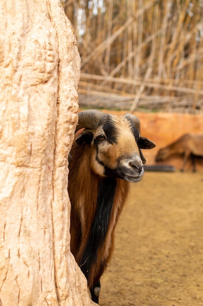 Foto la oveja enana de camerún se esconde detrás del árbol en el zoológico