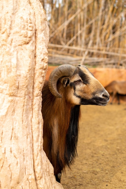 La oveja enana de Camerún se esconde detrás del árbol en el zoológico