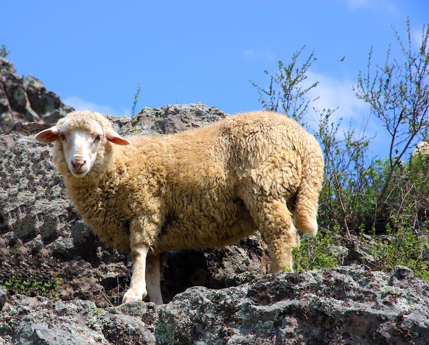 Una oveja está comiendo hierba en una hermosa montaña