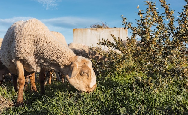 La oveja está comiendo hierba en medio de un campo al atardecer