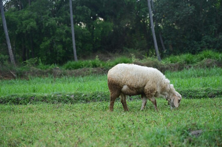 Una oveja está pastando en un campo con árboles al fondo.