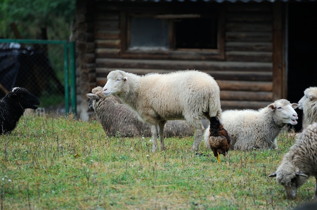 La oveja en una granja al aire libre.