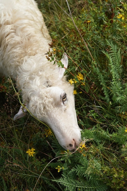 Una oveja con lana blanca come hierba y flores amarillas en un primer plano de pasto Productos con composición limpia y concepto de origen orgánico