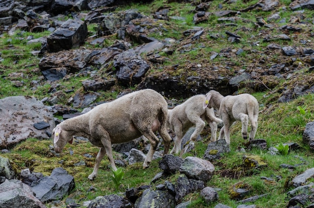 Oveja madre con hijos