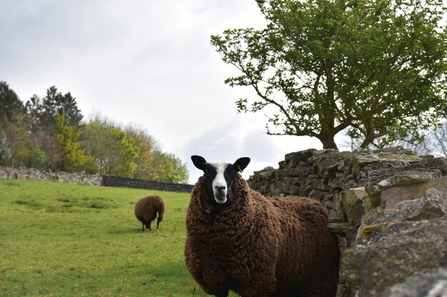 Foto oveja marrón de pie junto a un muro de piedra