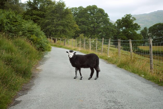 Oveja negra en la carretera foto de alta calidad Lake District Inglaterra