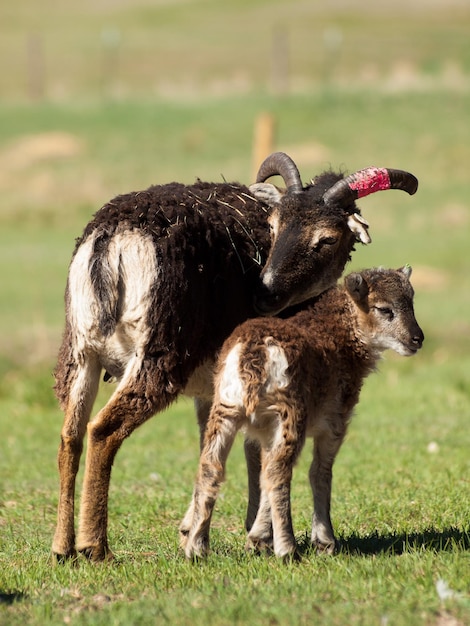 La oveja Soay es una raza primitiva de oveja doméstica que desciende de una población de ovejas salvajes en la isla de Soay en el archipiélago de St. Kilda.