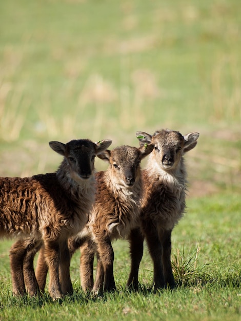 La oveja Soay es una raza primitiva de oveja doméstica que desciende de una población de ovejas salvajes en la isla de Soay en el archipiélago de St. Kilda.