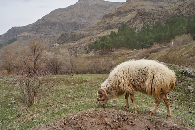 Una oveja solitaria en las montañas se ha quedado atrás del rebaño.