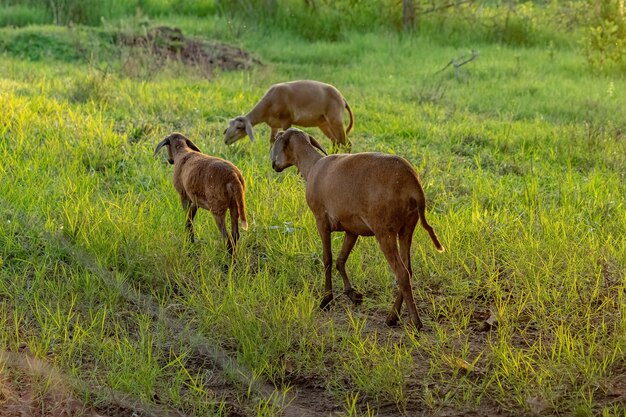 Ovejas adultas criadas en animales con enfoque selectivo