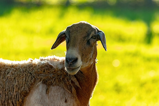 Ovejas adultas criadas en animales con enfoque selectivo