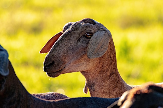 Ovejas adultas criadas en animales con enfoque selectivo