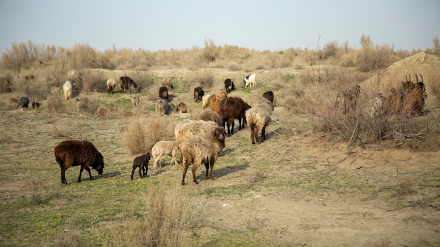 Foto ovejas al azar en un pueblo uzbekistán