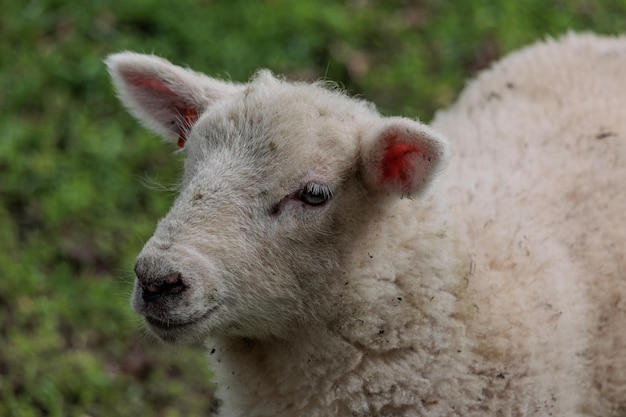 Foto ovejas en alemania