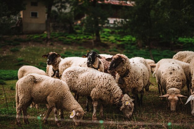 Ovejas en los Alpes en una granja