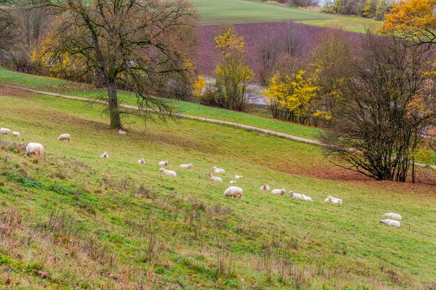 ovejas en el ambiente de otoño