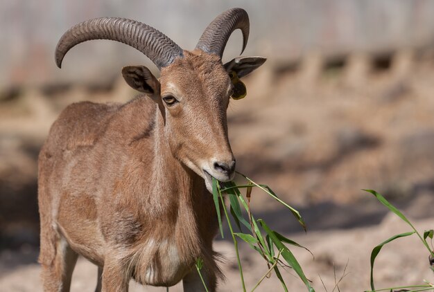 Ovejas de Barbary del primer que comen la hierba.