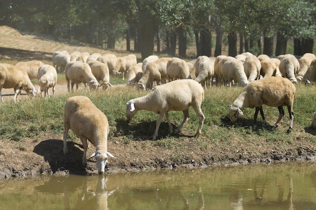 Ovejas bebiendo agua en la orilla del lago Pastos de Europa