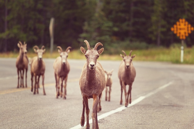 Ovejas Big-Horned de las Montañas Rocosas, Parque Nacional Banff en otoño