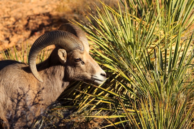 Ovejas de Bighorn macho en el desierto de Utah