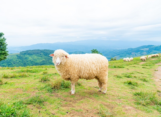 Ovejas blancas en la colina de la montaña