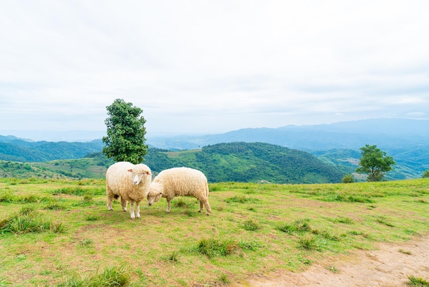 Ovejas blancas en la colina de la montaña