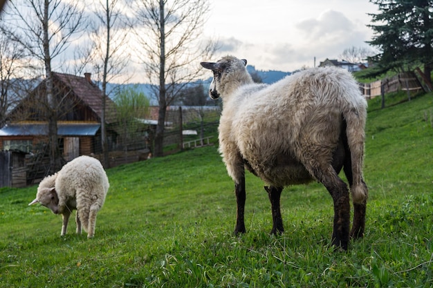 Ovejas blancas jóvenes comiendo hierba verde en el pasto de campo. Prado de las montañas de los Cárpatos. Imagen de estilo campestre.