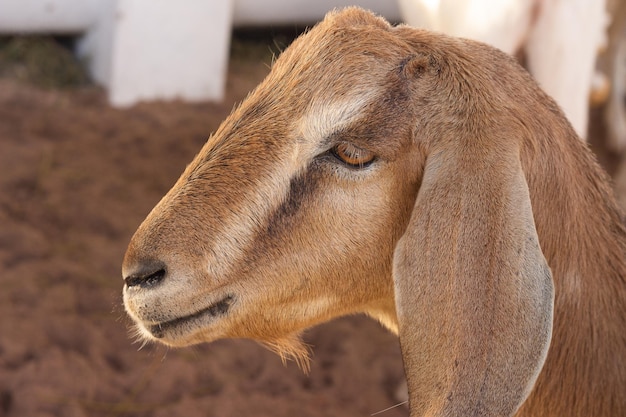 Ovejas Boer en un puesto de exhibición