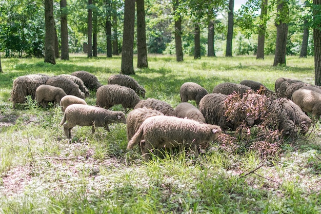 ovejas en el bosque