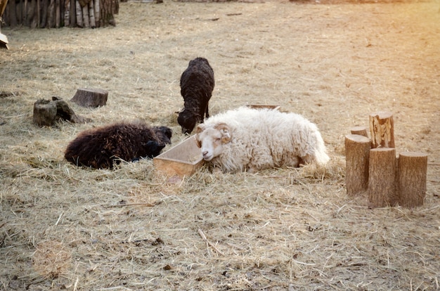 Ovejas y cabras por el comedero. Viraje