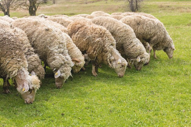 Las ovejas y las cabras pastan en la hierba verde en primavera