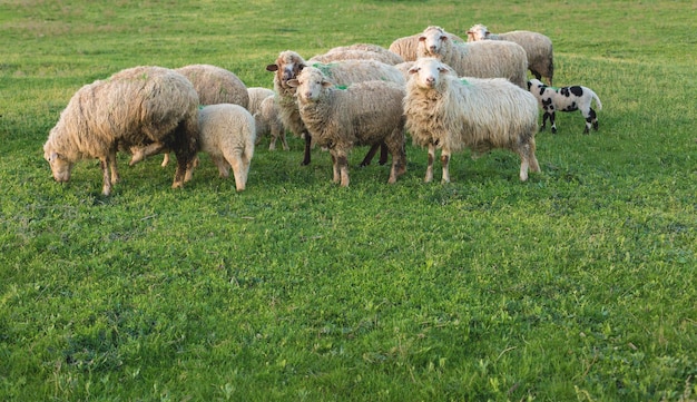 Las ovejas y las cabras pastan en la hierba verde en primavera