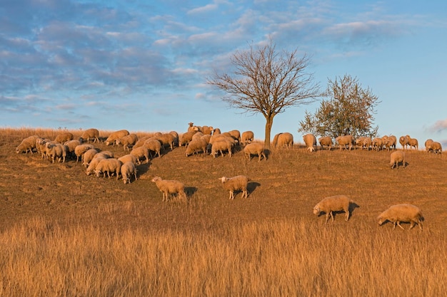 Las ovejas y las cabras pastan en la hierba verde en primavera