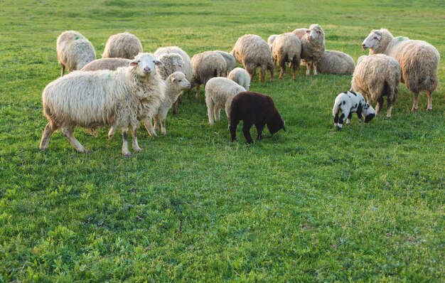 Ovejas y cabras pastan en la hierba verde en primavera