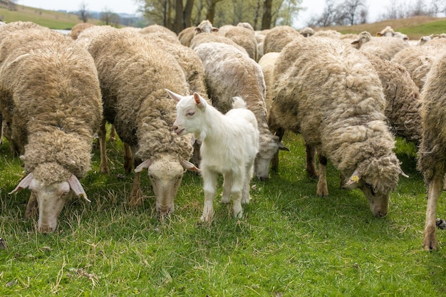 Ovejas y cabras pastan en la hierba verde en primavera