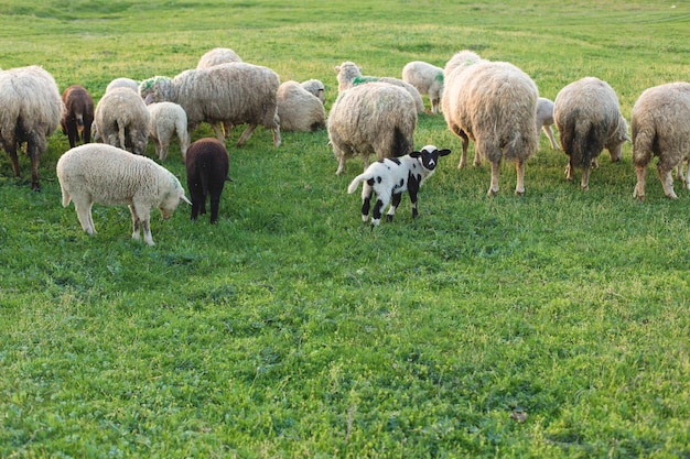 Ovejas y cabras pastan en la hierba verde en primavera