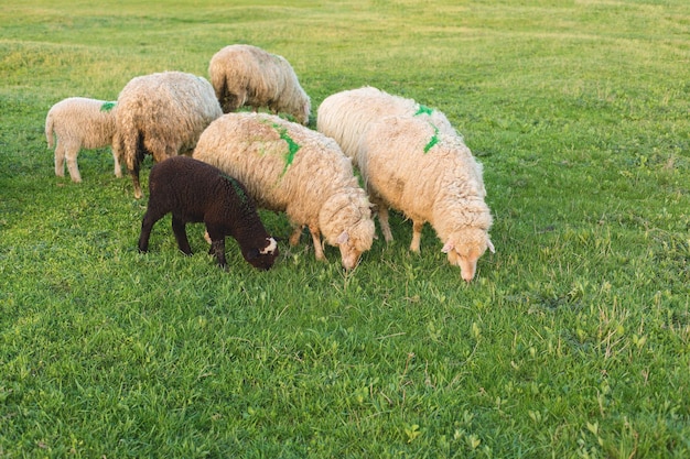 Ovejas y cabras pastan en la hierba verde en primavera