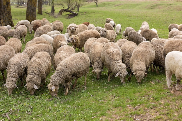 Ovejas y cabras pastan en la hierba verde en primavera