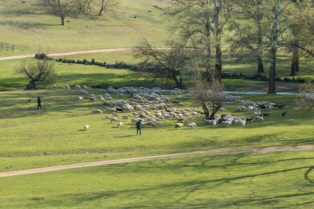 Ovejas y cabras pastan en la hierba verde en primavera