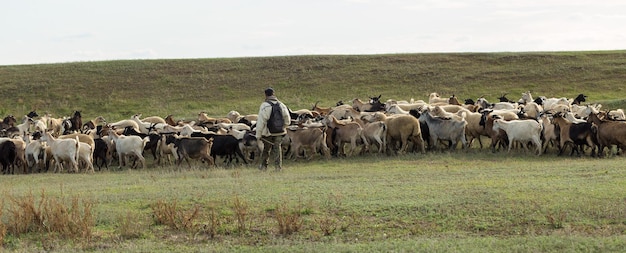 Ovejas y cabras pastan en la hierba verde en primavera