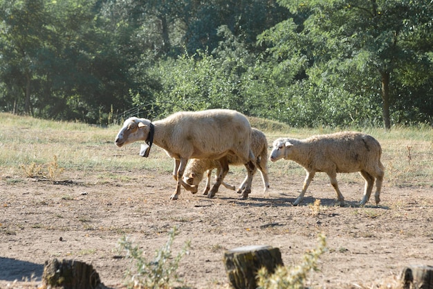 Ovejas y cabras pastan en la hierba verde en primavera