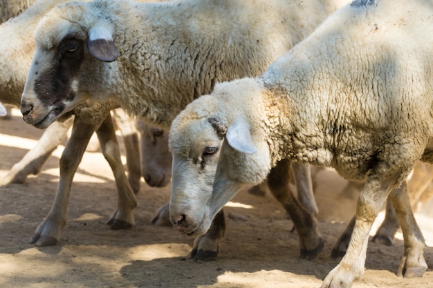 Las ovejas y las cabras pastan en la hierba verde en primavera