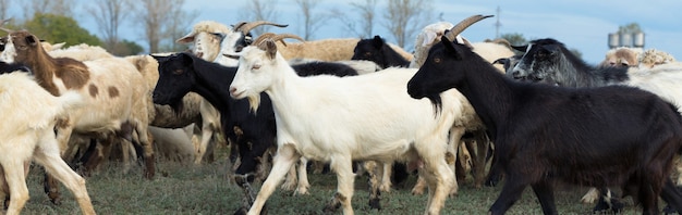 Las ovejas y las cabras pastan en la hierba verde en primavera