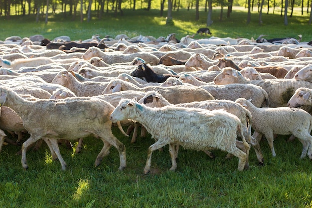 Las ovejas y las cabras pastan en la hierba verde en primavera.